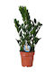 Zamioculcas Zamiifolia 17cm
