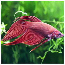 Betta Red Veiltail XL Male