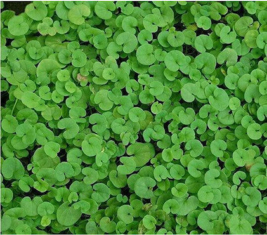 Geniki Fytotechniki Athinon Seeds Lawn Dichondra 500gr