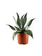 Oem Αγαύη Η Αμερικανική-αθάνατος Agave Americana Παχύφυτο 1.5 Lt Έως 15