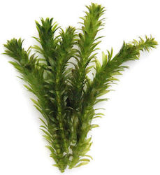 Egeria Densa