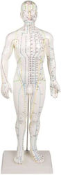 Erler Zimmer Male Acupuncture Body Figure