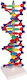 Doppelhelix DNA Erler Zimmer