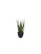 Aloe Tree in Pot H47cm 4/box
