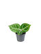 Anthurium Dorayaki 6cm