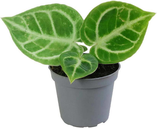 Anthurium Dorayaki 6cm