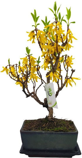 Μπονσάι Forsythia Amabilis Μπονσάι Forsythia Amabilis