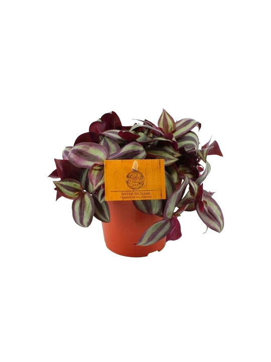 Τηλέγραφος Tradescanthia Zebrina Purpusii Τηλέγραφος Tradescanthia Zebrina Purpusii
