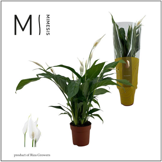 Spathiphyllum Sweet Chico Peace Lily 5+