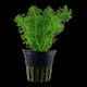 Limnophila Sessiliflora