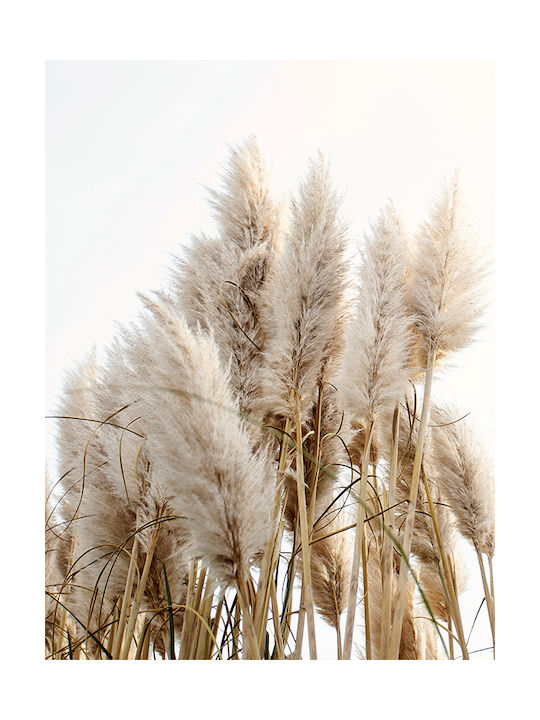 Poster Pampas Grass Pst25101 21cm X 30cm