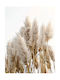 Poster Pampas Grass Pst25101 60cm X 90cm