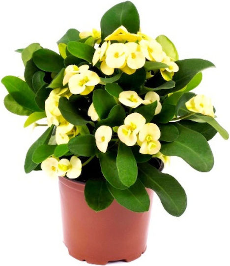 "Dornkrone" Euphorbia Milii Gelb