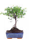 Bonsai Sageretia