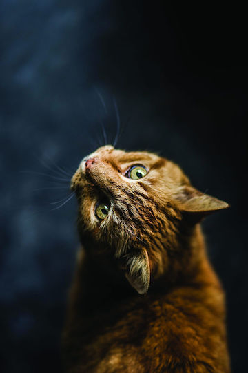Μαξιλάρι Cat Lover 30x30εκ.