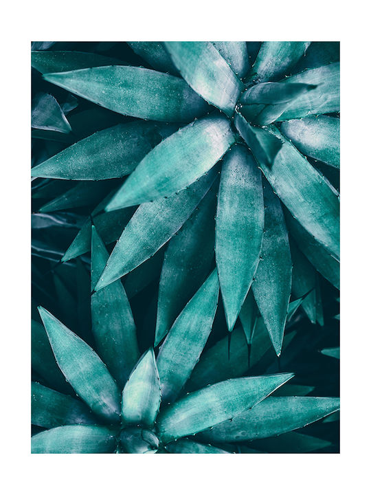 Poster Agave Plant Pst25158 21cm X 30cm