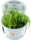 Tropica Blyxa Japonica 1-2 Grow