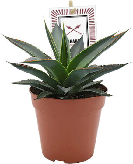 Agave ‘Blue Glow’ 12cm