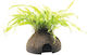 S.i Microsorum Pteropus On Coco