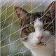 Animal Cat Net 800 x 300cm