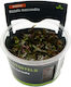 S.i Rotala Macrandra In Vitro