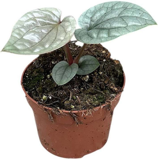 Anthurium Luxurians 10.5cm