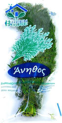 Dill Packaged Local 80gr