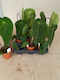 Anthurium Warocqueanum Anthurium