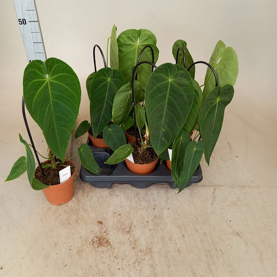 Ανθούριο Anthurium Warocqueanum