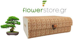 Bonsai Growing Kit Bamboo Κυριαρχήστε Στην Τέχνη Του Μπονσάι