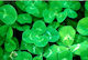 Geniki Fytotechniki Athinon Seeds Lawn Dichondr...
