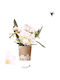 Phalaenopsis Anthura Nazare Botanic Mucho 4-8 Tulpini