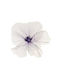 Mohnblume Violette Blütenblätter 60cm 60x60x52cm Unifarbene Immergrüne