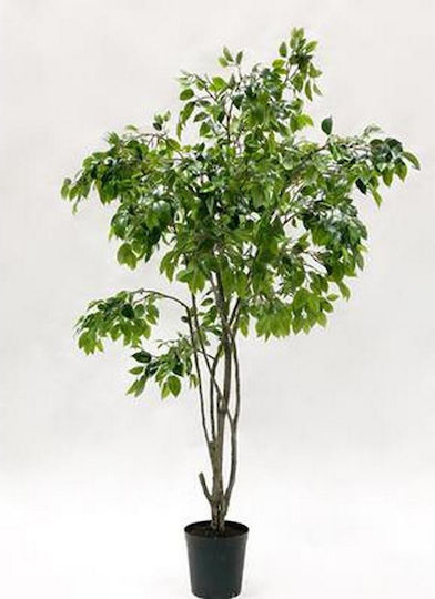 Plantă Ficus Benjamin 240cm Plastic 85% Sârmă 15%