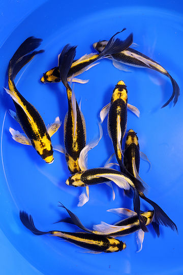 Koi Kabuto Butterfly 7-10cm