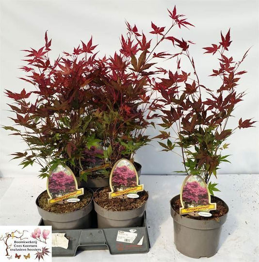 Άτσερ Acer Palmatum Atropurpureum Red