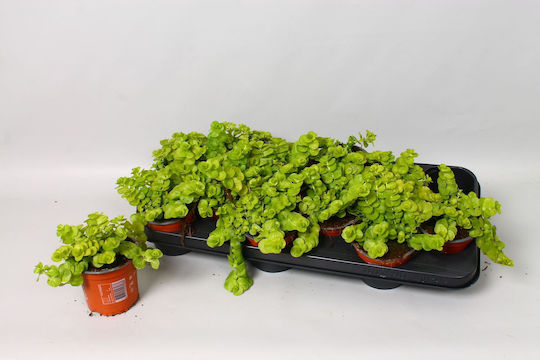 Λυσιμάχια Lysimachia Nummularia
