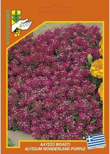 Geniki Fytotechniki Athinon Seeds Sweet Alyssum