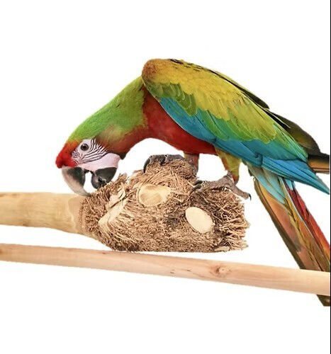 Java Bamboo Wood Πατήθρα Απασχόλησης Παπαγάλους L