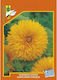 Geniki Fytotechniki Athinon Samen Sonnenblume D...