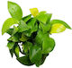 S.i Anubias Barteri Var Nana Goldernin-vitro