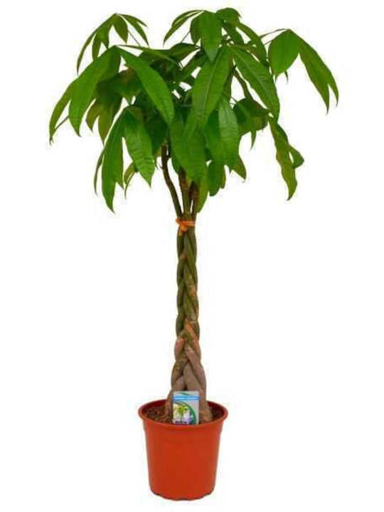 Oem Pachira Aquatica 3 L 60/80
