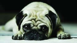 Roll Up Stand Τζάμια Dog Lover Roll Up Stand Τζάμια Dog Lover