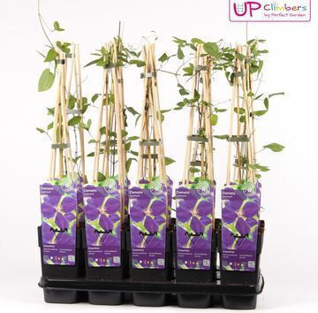 Clematis Jackmanii Kletterpflanze