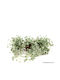 Dichondra Argentea Silver Falls