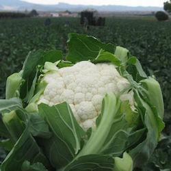 Geniki Fytotechniki Athinon Seeds Cauliflower 2...