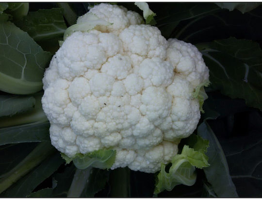 Geniki Fytotechniki Athinon Seeds Cauliflower 2500pcs