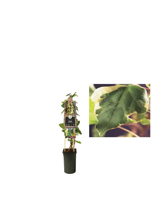 Hedera 'gloire De Marengo' 15cm Hedera 'gloire De Marengo' 15cm