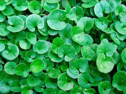 Σπόρος Γκαζόν Διχόνδρα Τριφύλλι (Dichondra Repens) 200gr