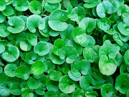 Σπόρος Γκαζόν Διχόνδρα Τριφύλλι (Dichondra Repens) 25gr